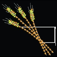 6' Wheat